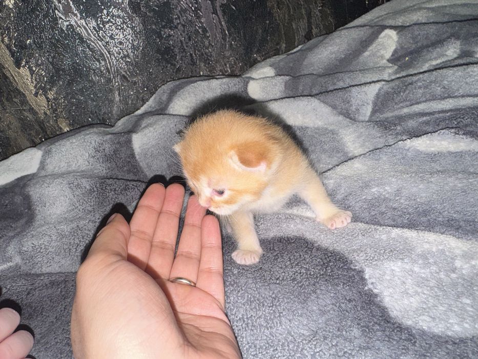 Кот на вязку - британская золотая шиншилла