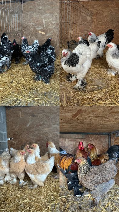 Disponibile ouă si pui brahma