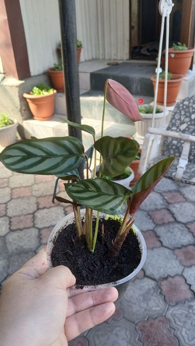 Комнатные цветы разные