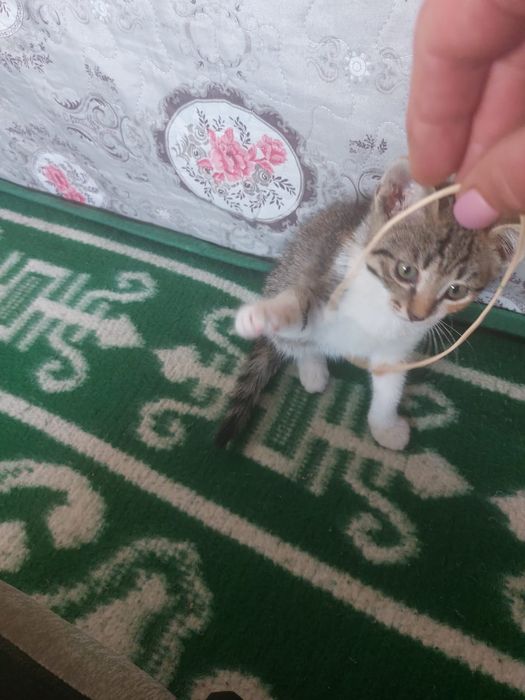 Отдам котенка (девочка )