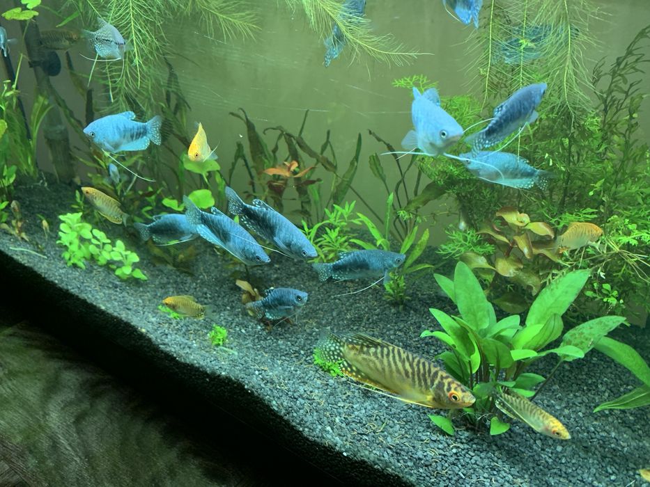 Plante /pachet generos