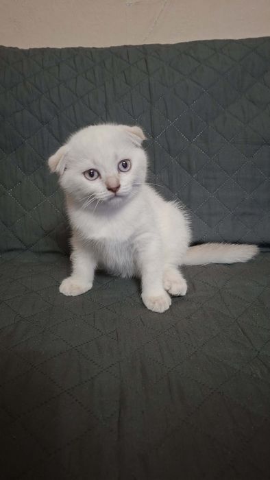 Шотландски клепоухи котета.