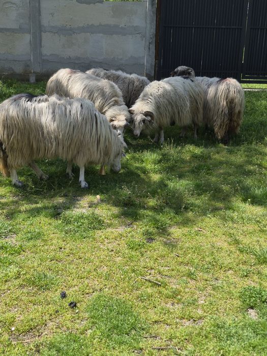 Vand oi bune de ținut