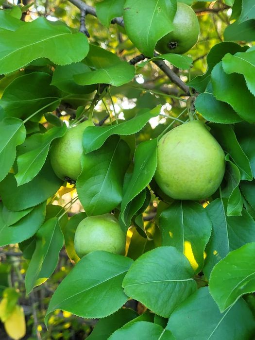 Продам дачу сад Березка