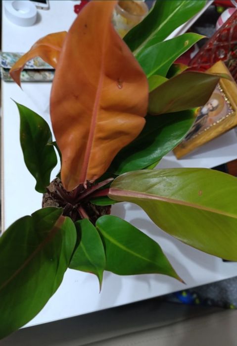 Продам филодендрон оранж