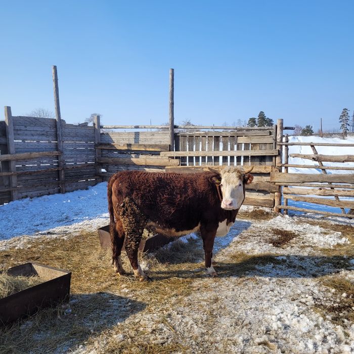 Продам тёлку и бычка