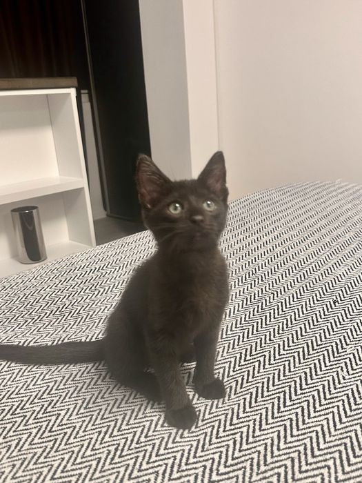 Pisicuta oentru adoptie