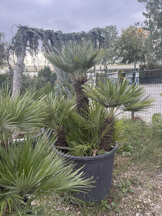 Palmieri multi trunchi