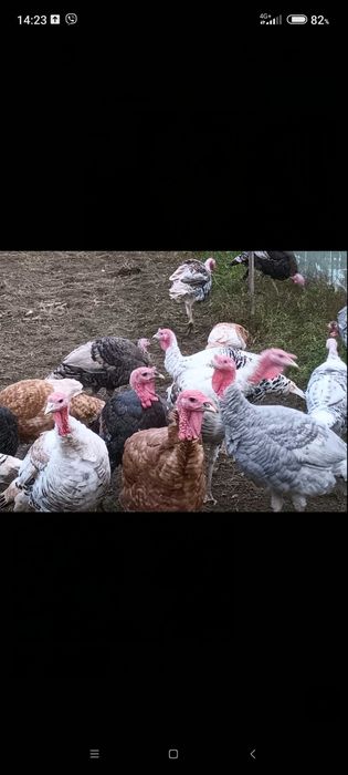 Домашни пуйки Ясно поле