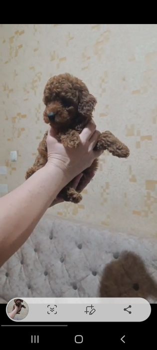 Готовятся к продаже щенки пуделя.