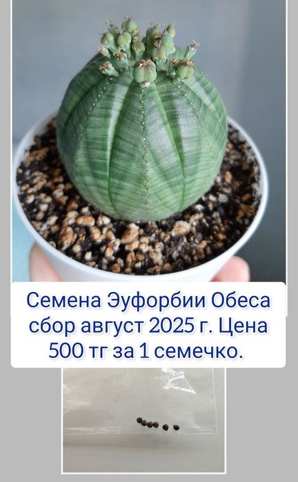 Декабрист церопегия  комнатные цветы