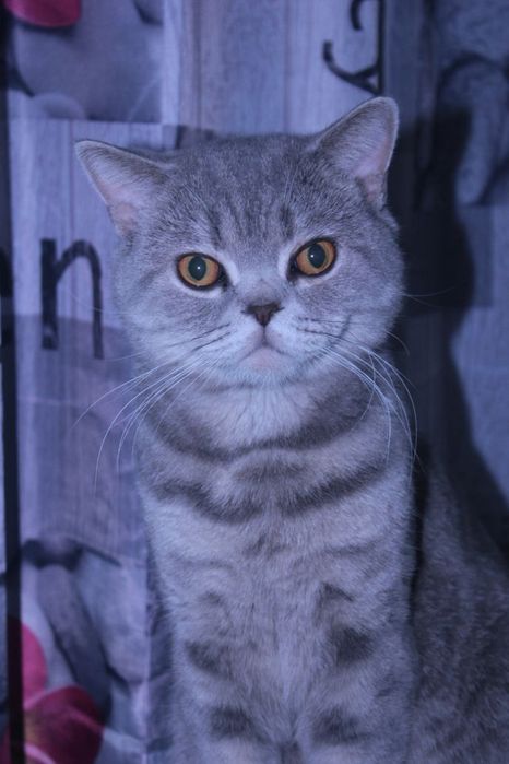 Кот на вязку/случку