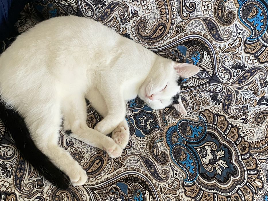 Котенок домашняя.