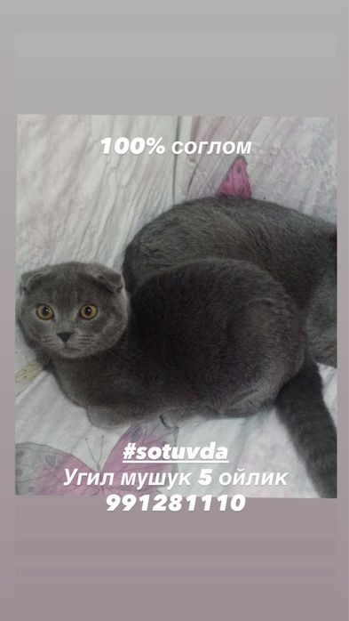 Котенок умный латок знает на 5+ есть сухой и влажный корм