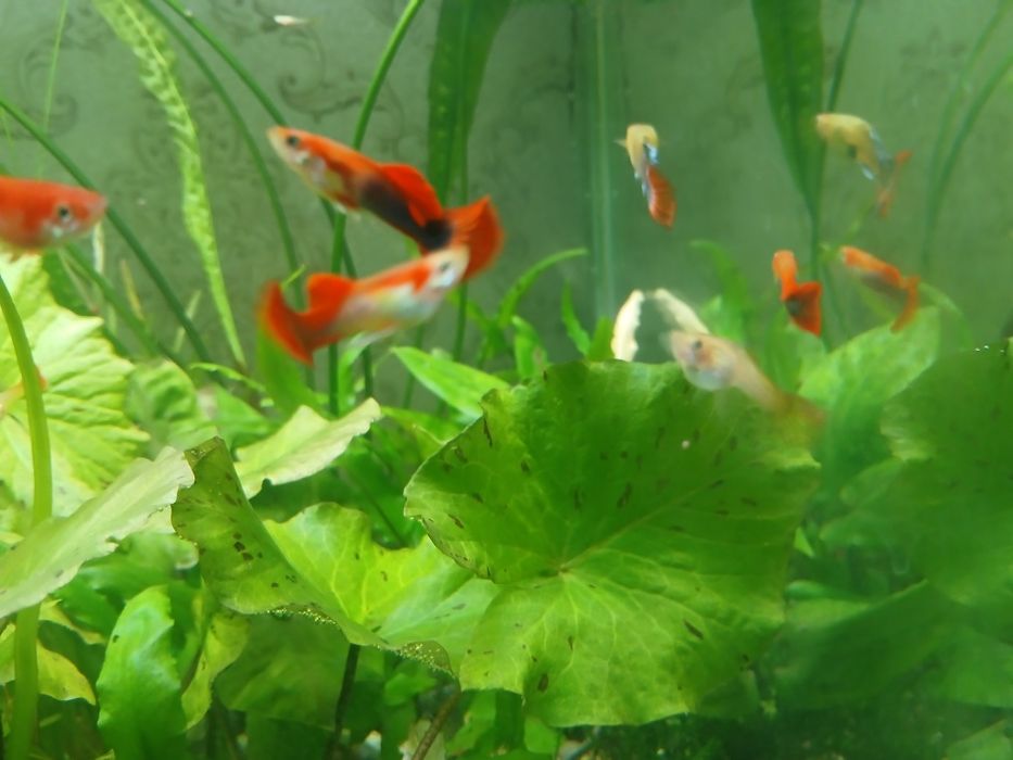 Гуппи подростки за 10 шт 1500 тг