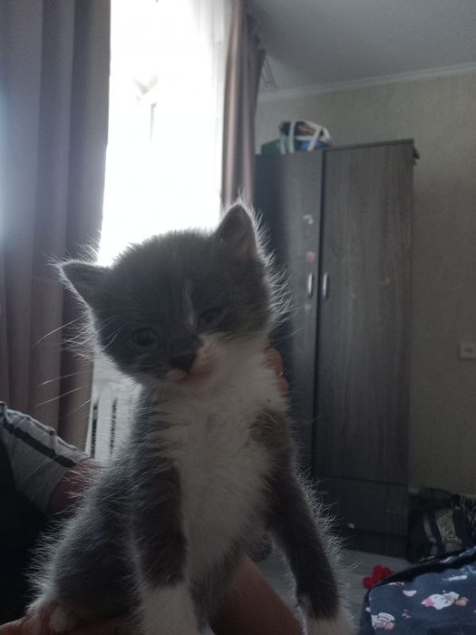 Мила котик гарантия