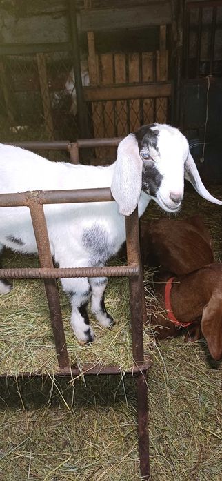 Продаётся козлёнок с хорошими кровями