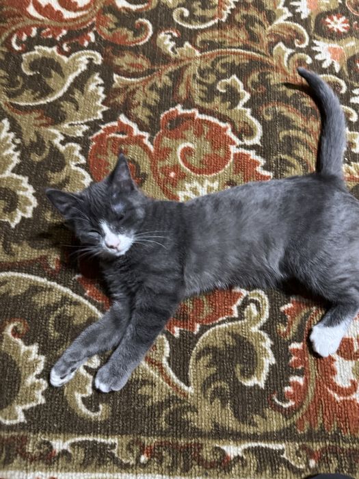 Кошка в добрые руки