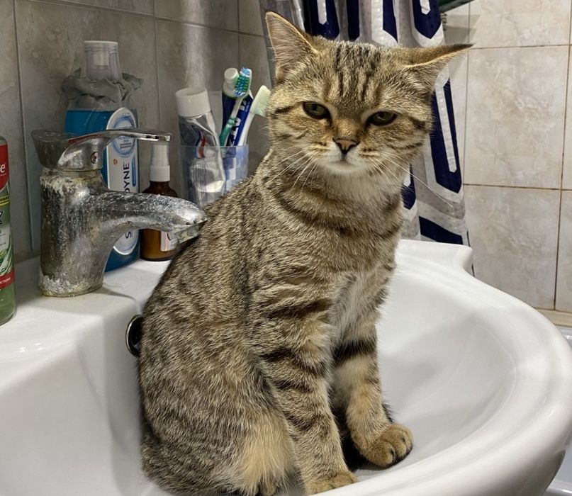 котята, девочки вискас золото