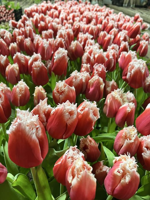 Тюльпаны сортовые