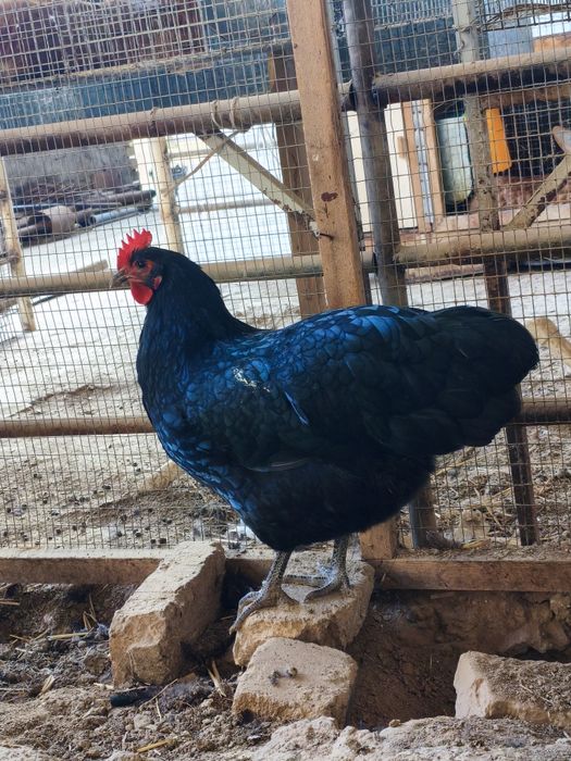 Astralop tuxum jojasiga zakaz olamiz