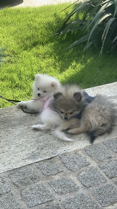 Pomeranian cu pedegree