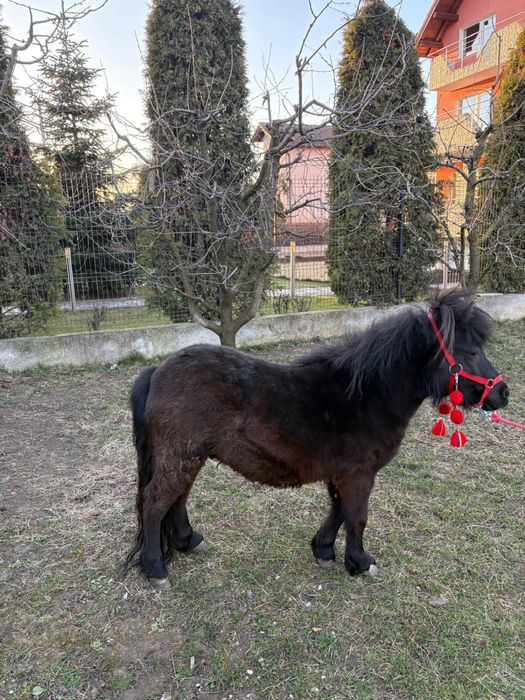 Vand ponei adus din Polonia