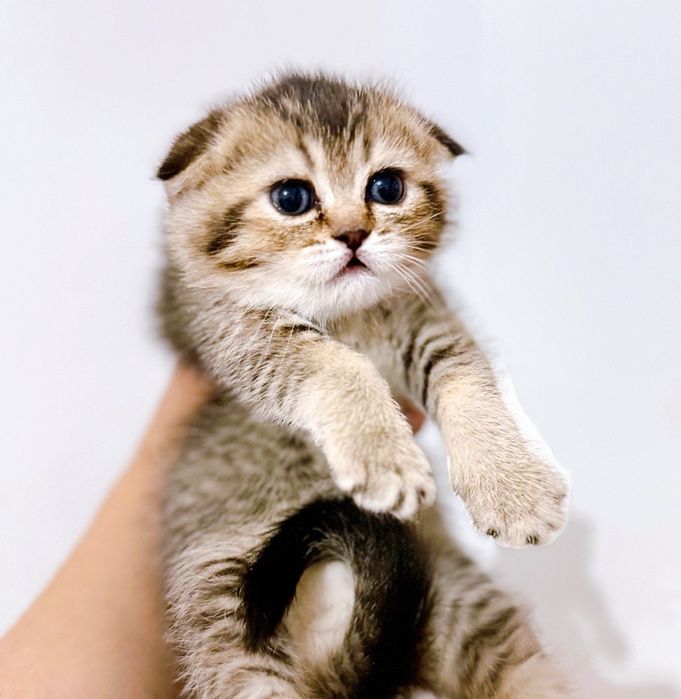 Золотая шиншилла