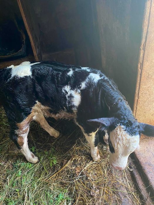 vaca cu vițel de  vanzare