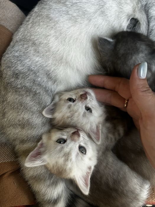 Отдам котенка в хорошие руки