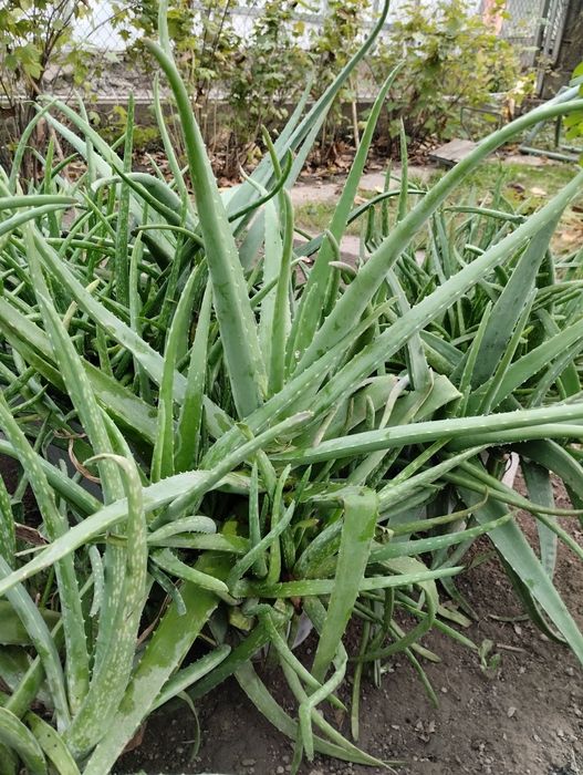 Настоящий алое вера