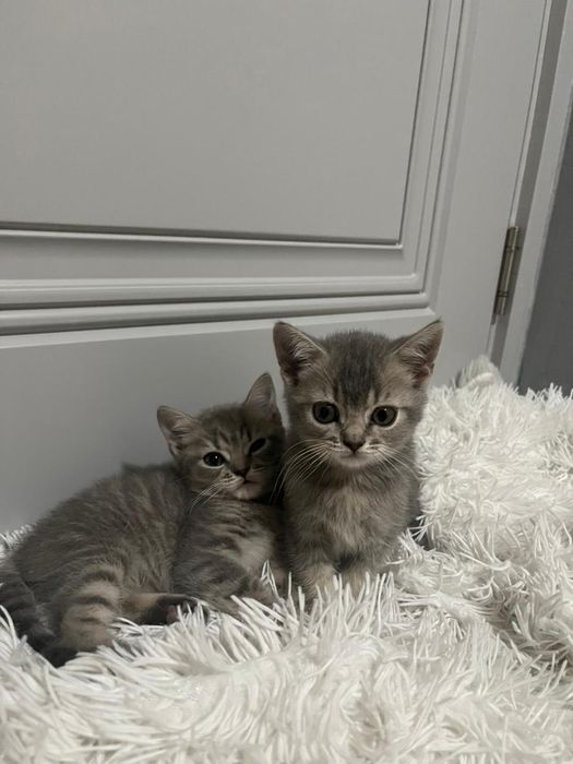 Котята чистокровные