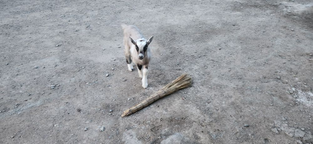 Продам козлята 5шт