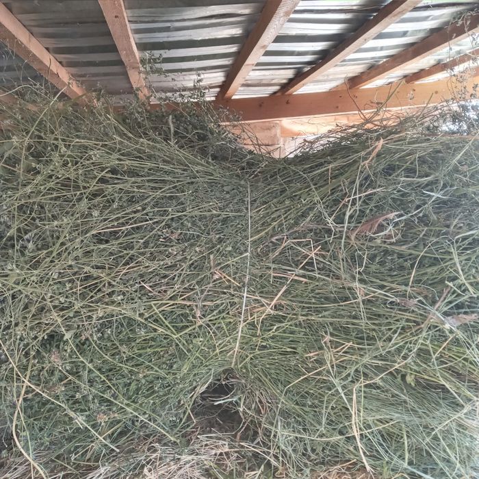 BEDA sotaman! Kelishilgan narxlarda!  Srochniy!