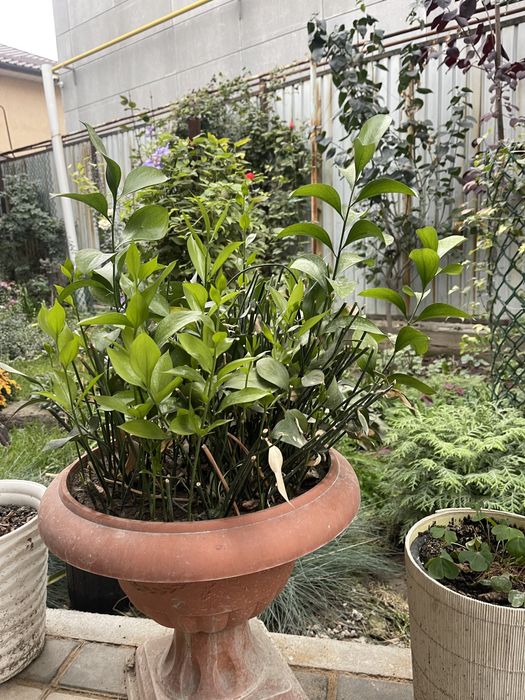 Цветы комнатные отлично подойдут для офиса кофейню