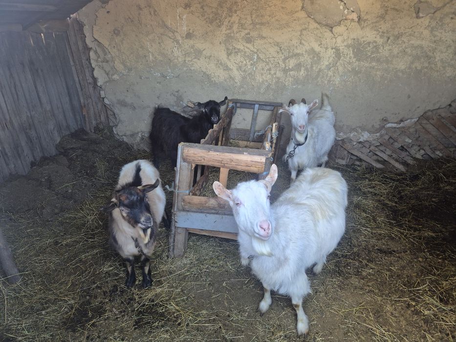 Vand 3 capre gestante si un tap