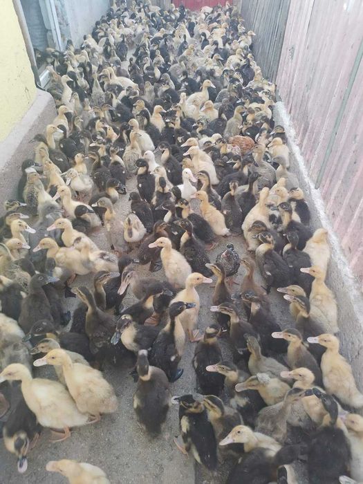 Fermă de pui rasă mixtă si pui alb