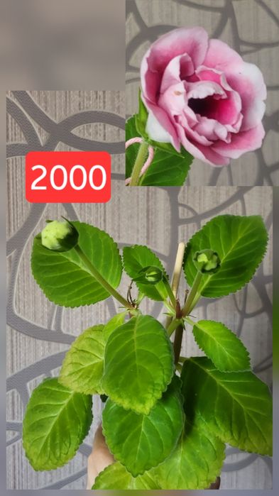 Глоксиния розовая махровая 2000 45я