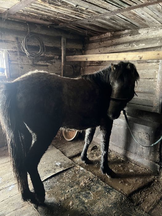 Байтал с откорма есть обмен