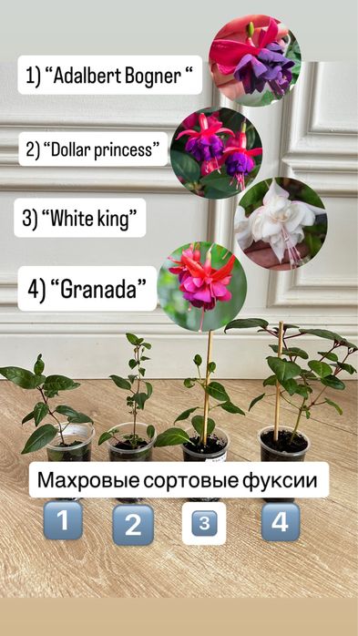 Черенки сортовых махровых фуксий