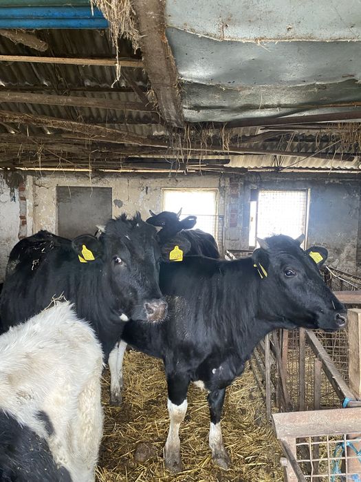 Vând 20 viței foarte bine îngrijiți ,femele și masculi,diferite varste