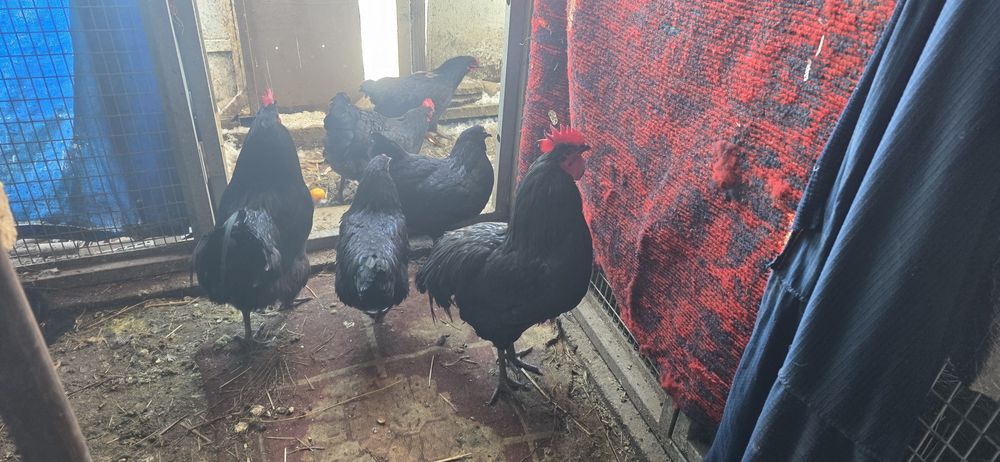 Cocosi australop alb negru liliputi fazani