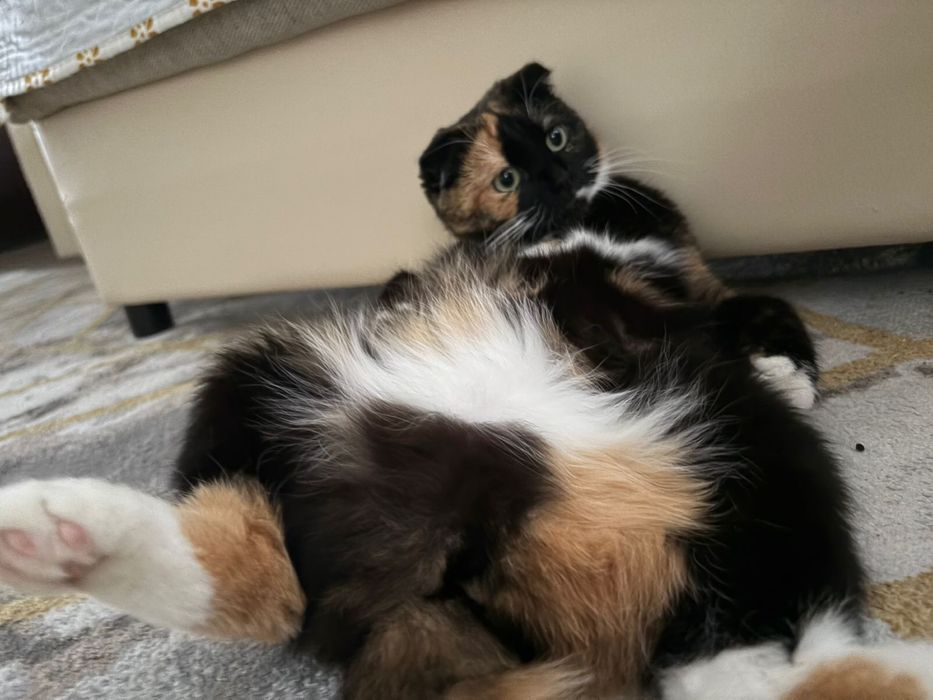 шотландтка,вислоухая