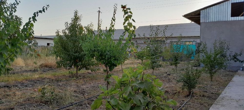 Hovli, uy Toshkent viloyati OʻrtaChirchiq tumani Oʻrtasaroy Navruz MFY
