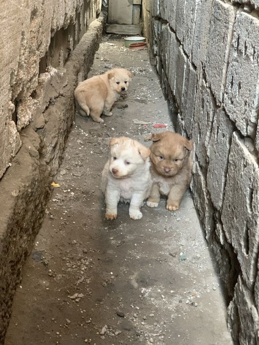 Donez, catelusi iubitorilor de animale