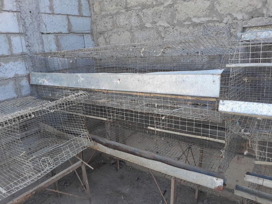 Setka tovuqlar uchun