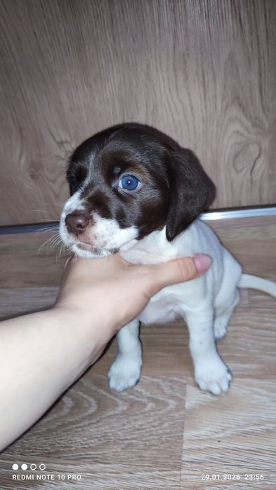 Спаниели. Щенки спаниеля