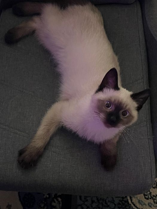 Пропал кот! Вознаграждение