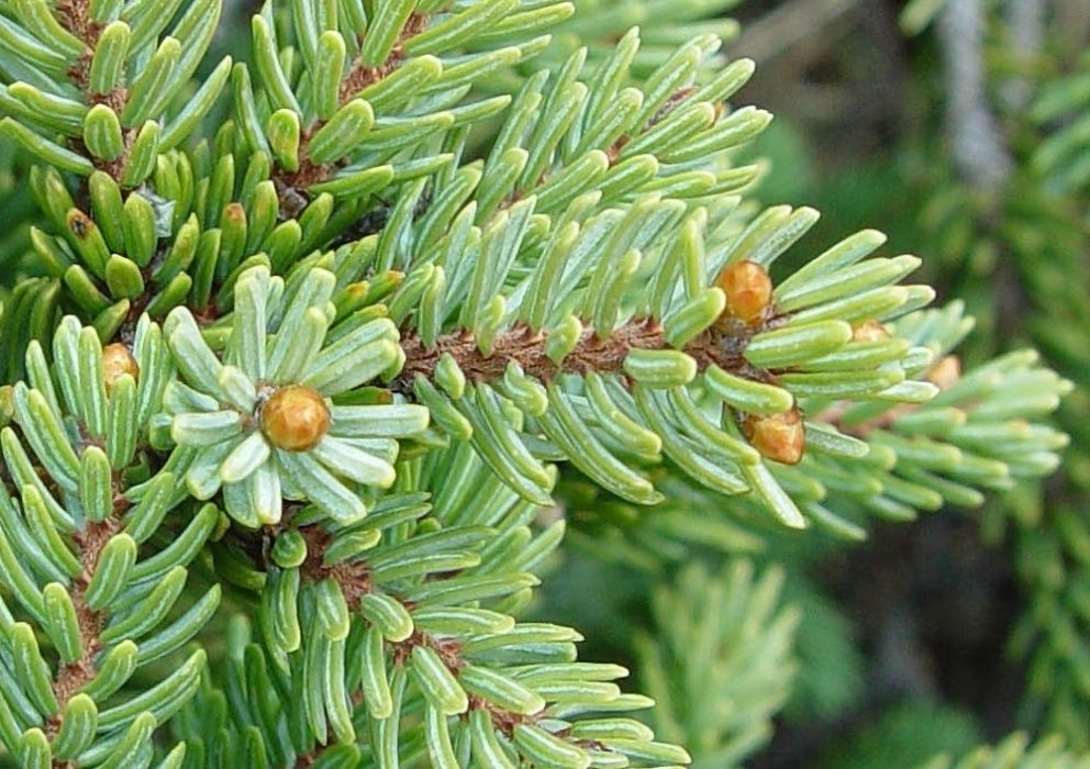 Puieti molid argintiu mariana-Picea mariana, SUA