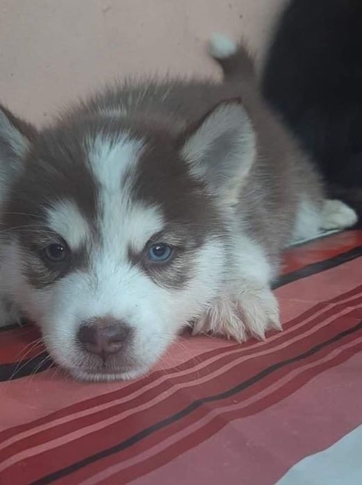 Husky siberian baetel
